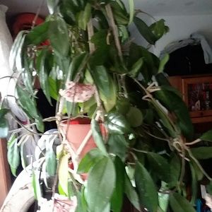 Meet your Posher, Randi